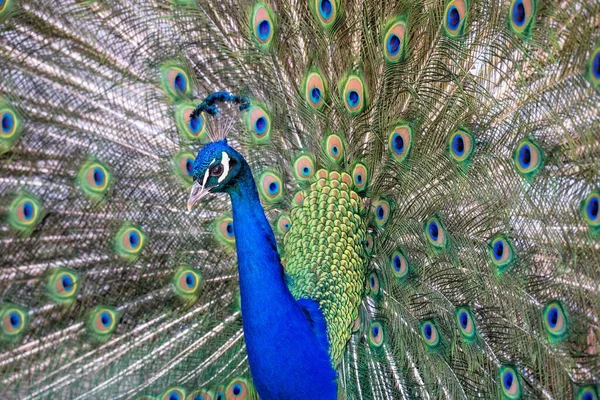 Retrato Pavão Azul Com Cauda Solta — Fotografia de Stock