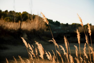 Gün batımında sivri uçların yakın plan çekimi