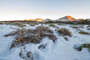 Ön planda ölü süpürge ve arka planda birkaç yeşil süpürge ile karlı manzara, arka planda dağlar akşam güneşinde yıkandı. Las Caadas del Teide Ulusal Parkı, Tenerife, Kanarya Adaları. İspanya 