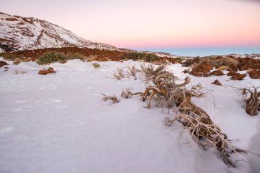 Ön planda ölü süpürge ve arka planda birkaç yeşil süpürge ile karlı manzara, arka planda dağlar akşam güneşinde yıkandı. Las Caadas del Teide Ulusal Parkı, Tenerife, Kanarya Adaları. İspanya 