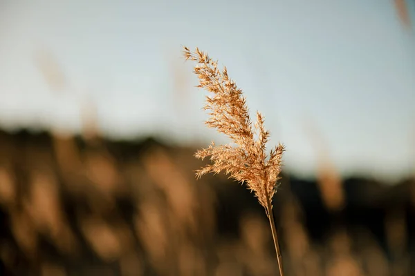 Close Van Een Piek Bij Zonsondergang — Stockfoto