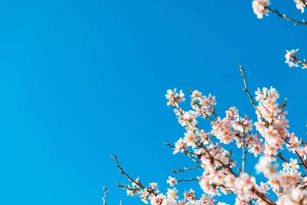 bir ağaç üzerinde güzel pembe çiçekleri