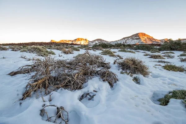 Ön planda ölü süpürge ve arka planda birkaç yeşil süpürge ile karlı manzara, arka planda dağlar akşam güneşinde yıkandı. Las Caadas del Teide Ulusal Parkı, Tenerife, Kanarya Adaları. İspanya 