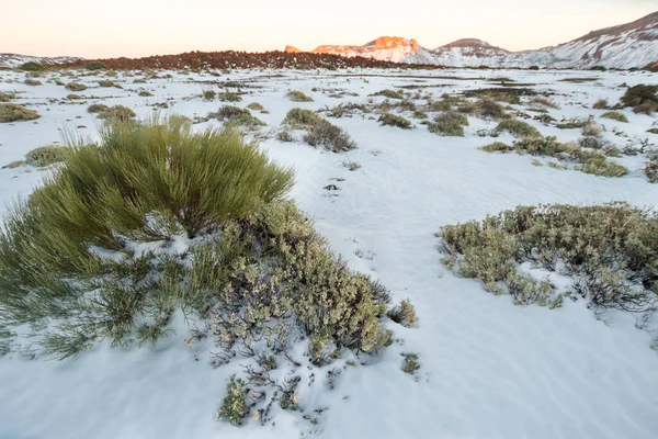 Broom ve Tavşan Çimi (Pterocephalus lasiospermum) arka planda karlı manzara, süpürge ve diğer bitkiler ve arka planda güneş gören dağlarla birlikte. Las Caadas del Teide Ulusal Parkı, Tenerife, Kanarya Adaları. İspanya 