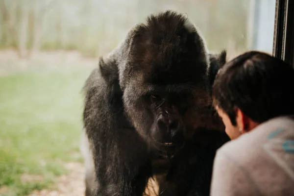 Ausgewachsenes Männchen Und Erwachsener Gorilla Nehmen Blickkontakt Zoo Auf — Stockfoto