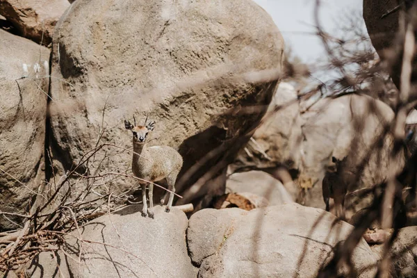 Dik Dik Debout Sur Les Rochers Dans Habitat Extérieur Zoo — Photo