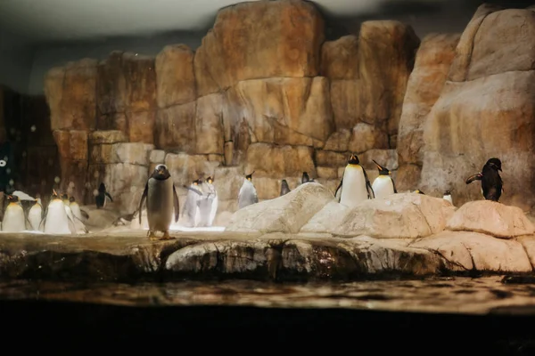 Vue Des Pingouins Intérieur Habitat Aquarium Zoo — Photo