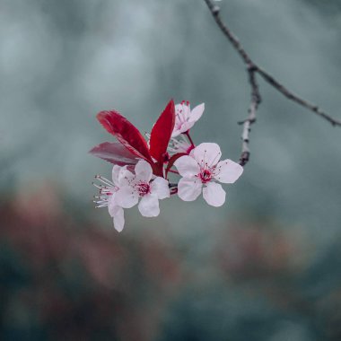 Güzel kiraz çiçeği, sakura çiçeği