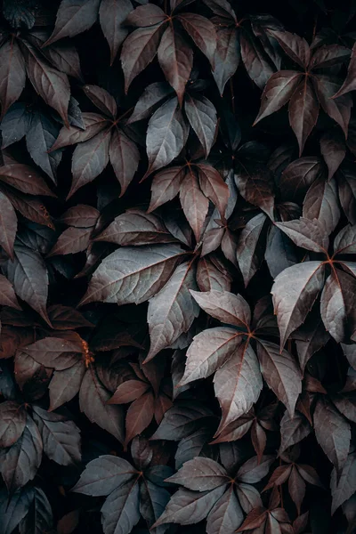 Brown Plant Leaves Nature Autumn Season — Foto de Stock