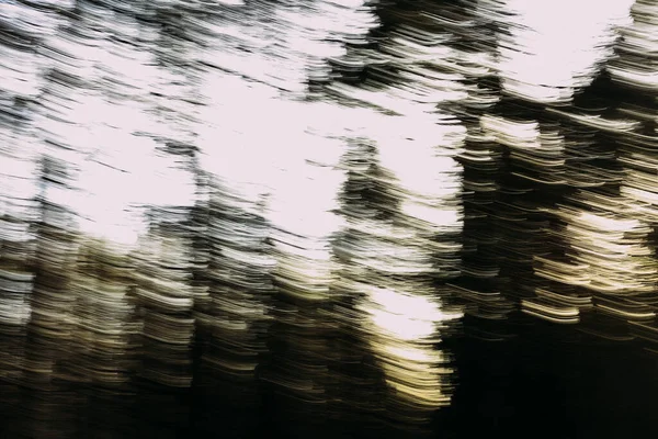 Güzel orman manzarası, baharda orman.