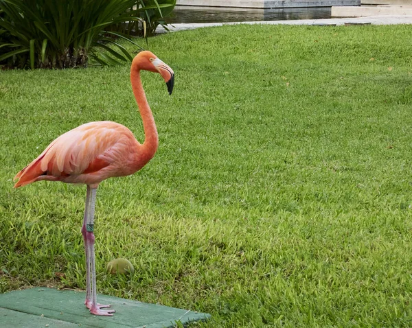Красивый Розовый Фламинго Захвачены Естественной Среде Растительности — стоковое фото
