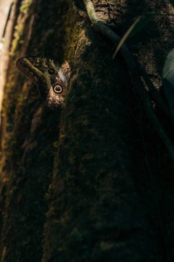 Bir ağaç gövdesinde dinlenen kelebek üstüne güneş ışığı düşerken