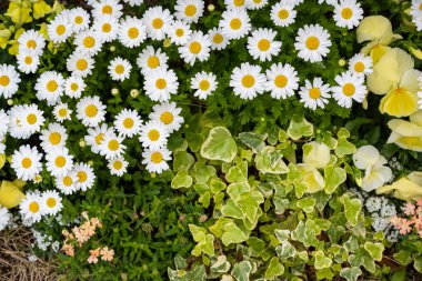 Margaret ve çeşitli çiçekler ve çimenler büyüyor.