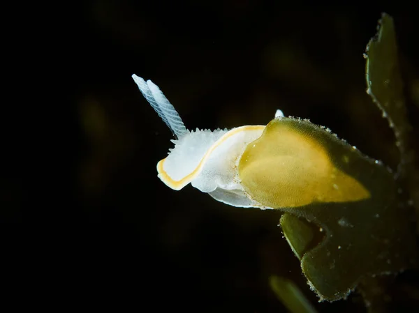 Unterwasserfotografie Einer Seeschnecke Diaphorodoris Luteocincta — Stockfoto