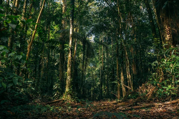 tall trees in the middle of a tropical forest