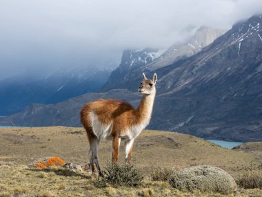 Guanaco ve Neneo bitkileri dağlar ve bir göl
