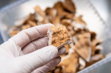 Tinder mantarı sülfür sarısının meyveli vücudu. Terapötik mantar, ormanın tavuğu. Lyophyllum dekasteleri