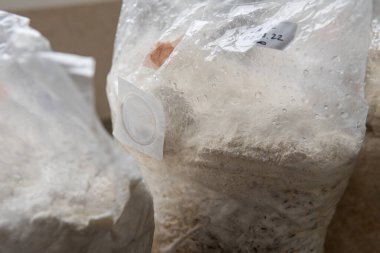 Hericium erinaceus medikal mantar nootropik. Meyve veren gövdeler