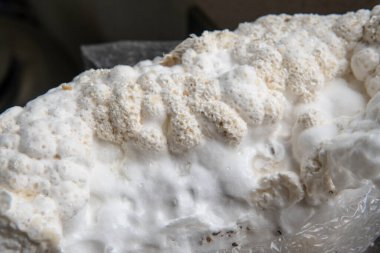 Hericium erinaceus medikal mantar nootropik. Hericium erinaceus 'un meyveli gövdeleri resepsiyona hazır.