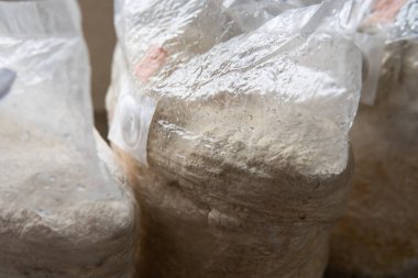 Hericium erinaceus popüler bir mantar nootropisidir. Akıl sağlığı için tıbbi mantarlar