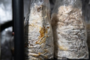 Plastik torbalarda mantar yetiştiriyorlar. Tıbbi mantar yetiştirme, mantar krallığı.