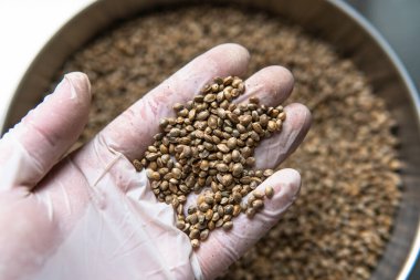Marihuana taneli makro fotoğraf. Dünya çapında esrar tarımının yasallaştırılması.