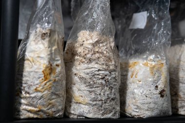 Hericium erinaceus, akıl sağlığı için tıbbi mantarlar. Aslanlar mantarları yakından takip eder.