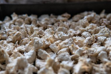 Hericium erinaceus medikal mantar nootropik. Hericium erinaceus 'un meyveli gövdeleri resepsiyona hazır.