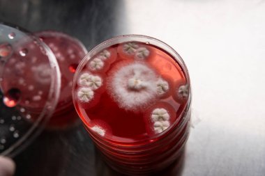 Petri kabında küf. Laboratuvar koşullarında mikrobiyolojik çalışmalar. Miselyum ve küf.