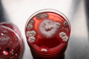 Petri kabında mantar miselyumu, tarım besin maddeleri üzerine..