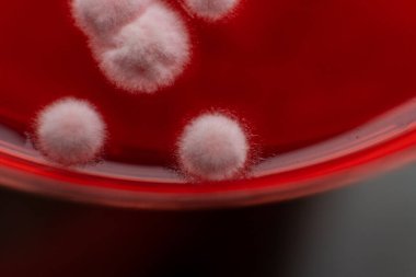 Küf ve bakterileri kırmızı agarlı bir petri kabında incelemek. Küf sporları ve mantar miselyumu