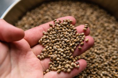 Kenevir tohumları. Marihuana tohumlarının tıbbi özellikleri