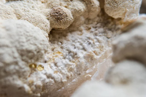 Hericium erinaceus medikal mantar nootropik. Meyve veren gövdeler