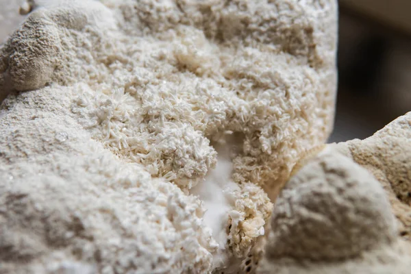 Hericium erinaceus medikal mantar nootropik. Meyve veren gövdeler