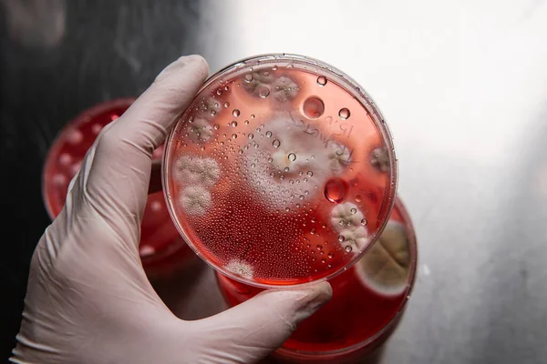 Petri kabında küf. Laboratuvar koşullarında mikrobiyolojik çalışmalar. Miselyum ve küf.