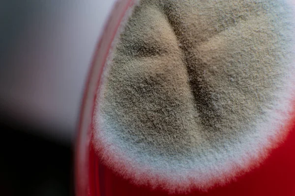Estudio Moho Bacterias Una Placa Petri Con Agar Rojo Esporas —  Fotos de Stock