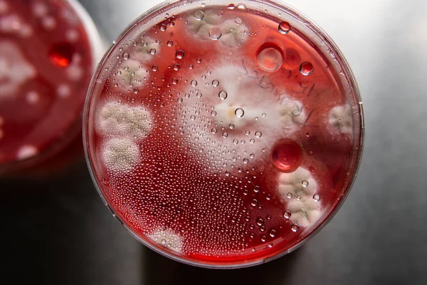 Petri kabında küf. Laboratuvar koşullarında mikrobiyolojik çalışmalar. Miselyum ve küf.