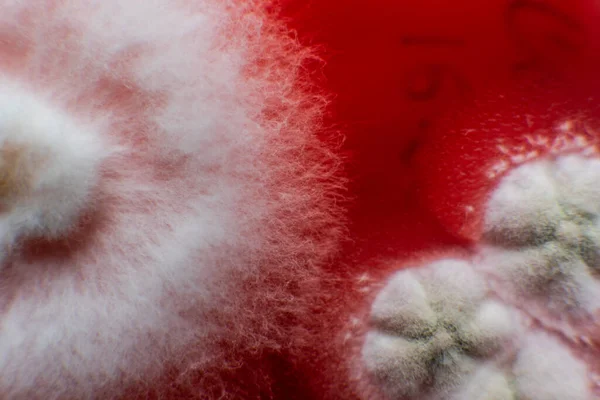 Küf ve bakteri kırmızıda. Patojenler için tarım aracı. Küf sporları ve miselyum