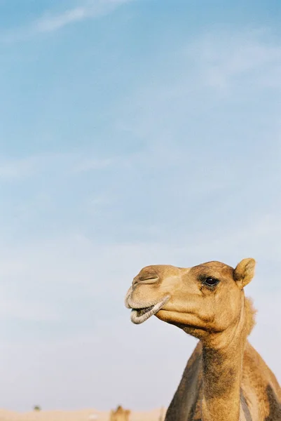 Primer Plano Cabeza Cuello Camello Día Soleado Desierto — Foto de Stock