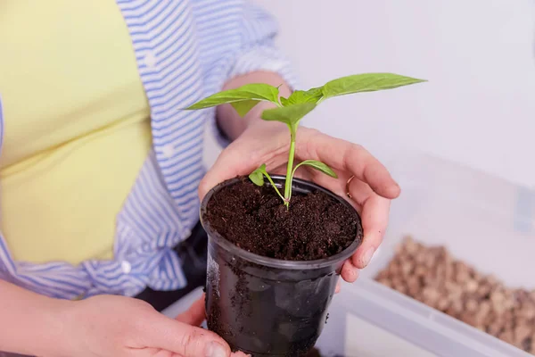 close-up of a pot with seedlings in the hands of a woman