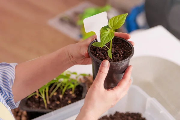 close-up of a pot with seedlings in the hands of a woman