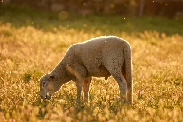 Sheep Eating Field Sunset — Stock fotografie