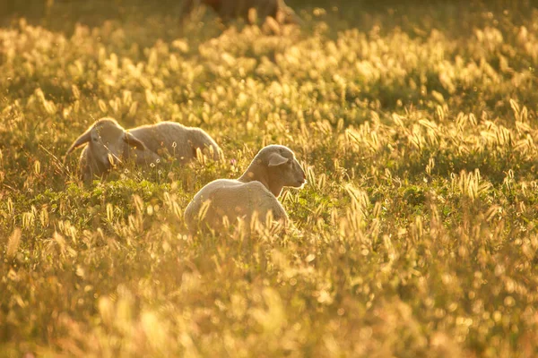 Two Sheep Lying Field Sunset — стоковое фото