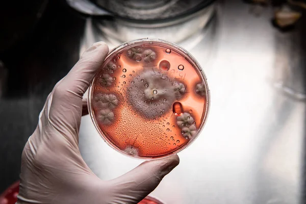 Study Mold Bacteria Petri Dish Red Agar Mold Spores Fungal Stock Photo