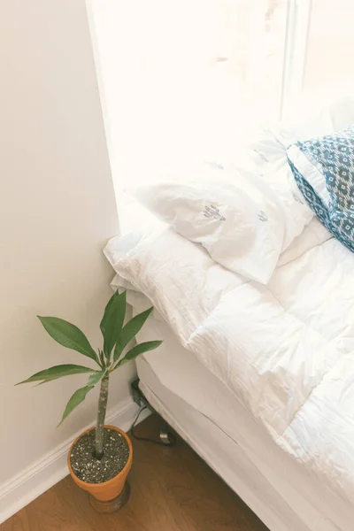 スンリの白いベッドの隣の床に座っているイチジクの木の家の植物 — ストック写真