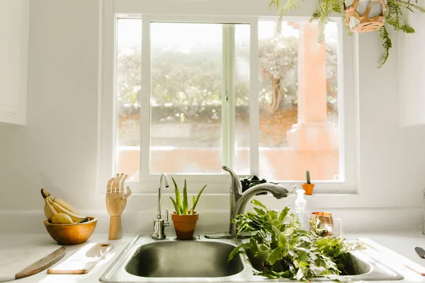 Boho Kitchen House Plants Kitchen Sink Watered —  Fotos de Stock