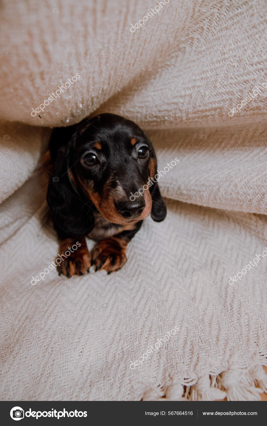 Dog Mini Dachshund Blanket Стоковое Фото ©Cavan 567664516