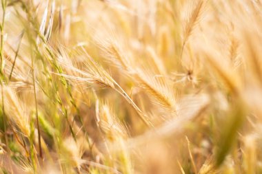 Buğday gibi görünen yabani otların altın tarlası.