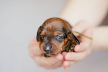 Yeni doğmuş köpek yavrusu yetiştiricinin ellerinde.
