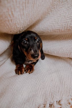 Battaniyenin altında köpek minnacık dachshund.